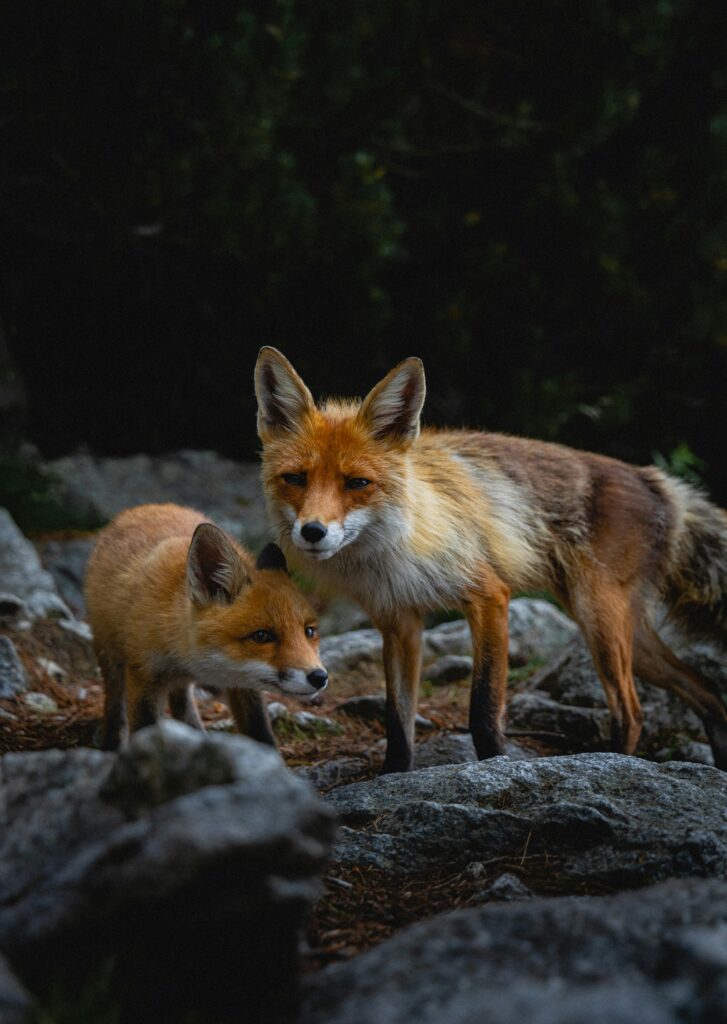 A pair of red foxes stand among rocks in a forest setting, showcasing wildlife in natural habitat during twilight.