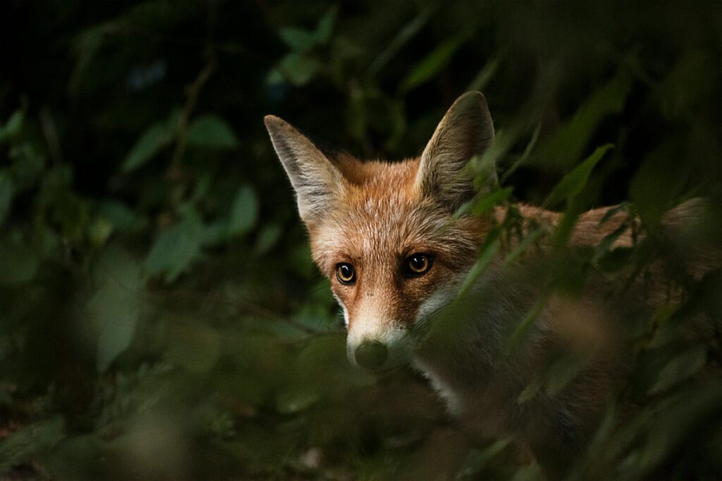 Captivating close-up of a red fox peering through foliage, showcasing its natural habitat.